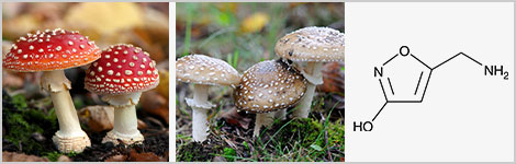 mushrooms muscimol structure