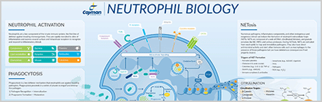 Neutrophil Biology Poster