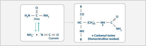 post-translational-modification-through-carbamylation-highlight.png