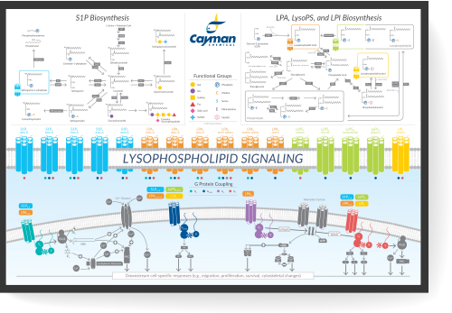 Lysophospholipid Signaling