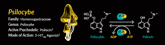 psilocybe figure 01