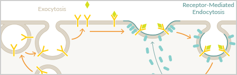 receptor-mediated-endocytosis-highlight.png