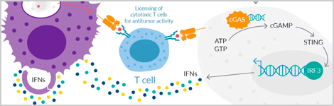 recruit-immune-cells-highlight.png