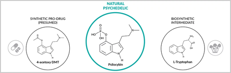rediscovering-psilocybin-highlight.png