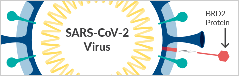 Uncovering the Role of BRD2 in COVID-19