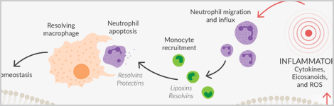 resolving-inflammation-highlight.png