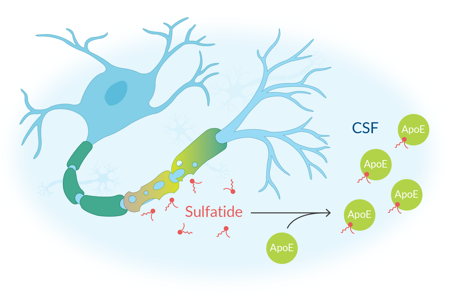 Apolipoprotein E (ApoE)‐associated lipoprotein particles acquire sulfatide from the myelin sheath