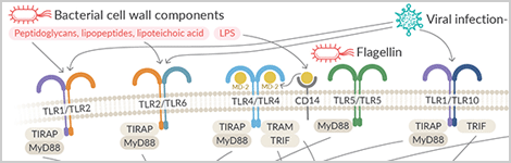 toll-like-receptors.png