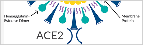 Tools to Study SARS-CoV-2-Host Interactions Highlight image