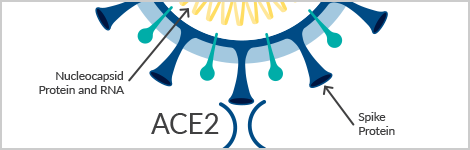 Tools to Study SARS-CoV-2-Host Interactions