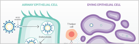 viral infection highlight image.png