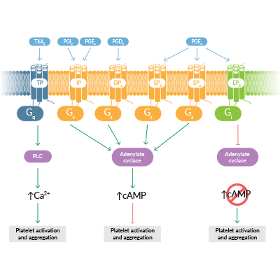 Bioactive Lipids Regulate Platelet Activation and Aggregation