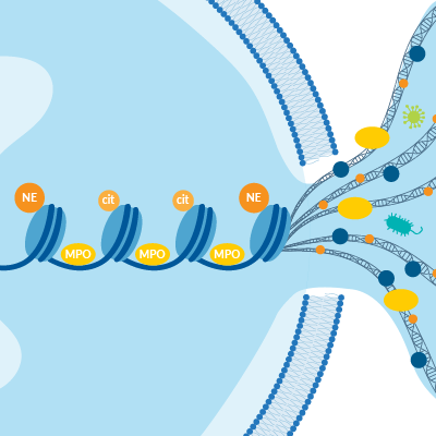 New Product Spotlight NET Fragment Assay Kit MPO DNA