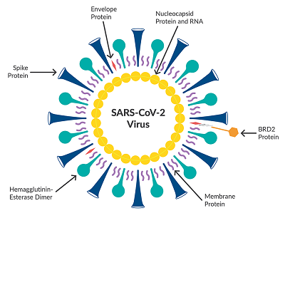 Новый коронавирус sars cov