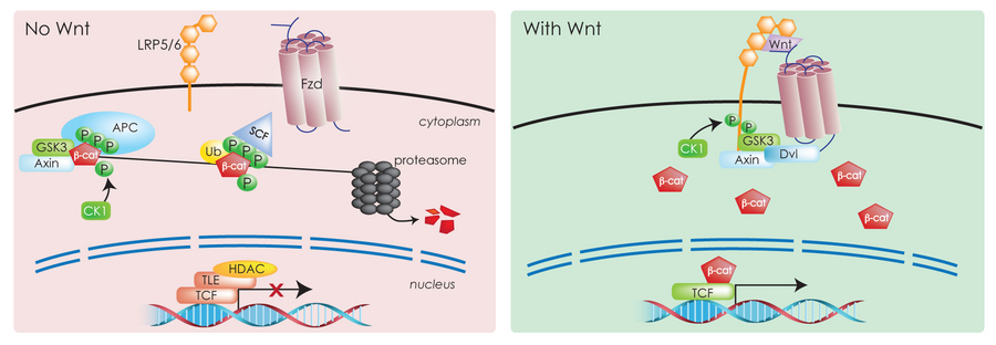 The Wonderful World of Wnt Signaling | News & Announcements | Cayman  Chemical