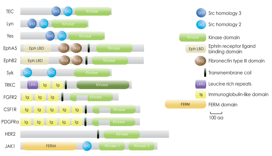Non Receptor Tyrosine Kinase
