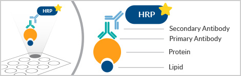 Cayman LipiDOT Strips™ - Developing Chamber | Cayman Chemical