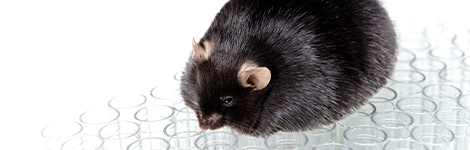 can semaglutide be at room temperature How Long Does Compounded Semaglutide Last In The Fridge?