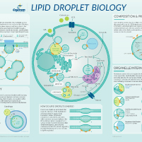 Lipid Droplet Biology Wall Poster