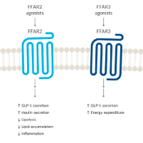 PPAR and FFAR Fatty Acid Signaling Pathways