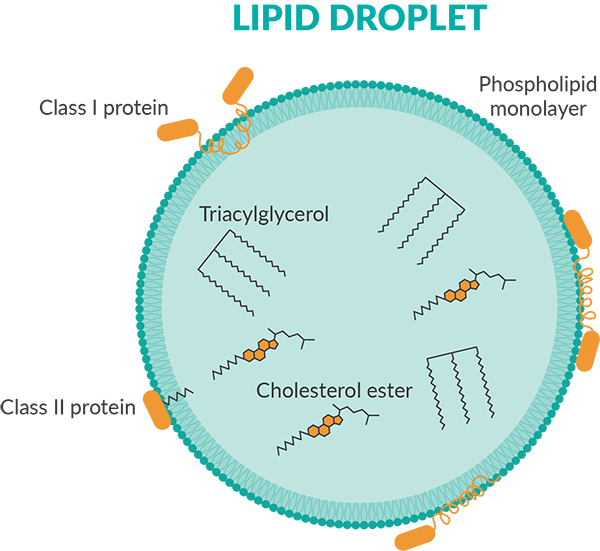 Chemical structures of the lipids used in preparing lipid/Cyclosfos-6