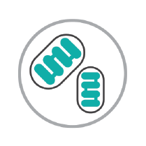 Cellular Metbolism Icon
