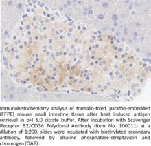 Scavenger Receptor B2/CD36 Polyclonal Antibody