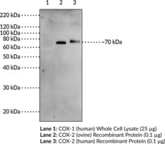 Goat Anti-COX-2 (human) Affinity-Purified Polyclonal