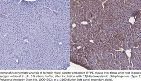 11β-Hydroxysteroid Dehydrogenase (Type 1) Polyclonal Antibody