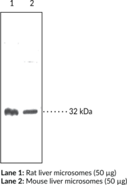 11β-Hydroxysteroid Dehydrogenase (Type 1) Polyclonal Antibody