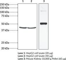 TP Receptor (human) Polyclonal Antibody (Thromboxane A2 Receptor, TXA2 Receptor)