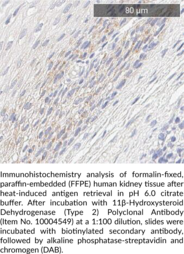11β-Hydroxysteroid Dehydrogenase (Type 2) Polyclonal Antibody