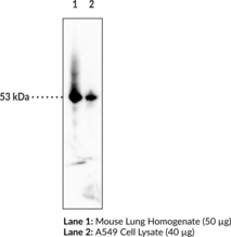 p53 Monoclonal Antibody (Clone BP53-12) (Cellular Tumor Antigen p53, Antigen NY-CO-13, Phosphoprotein p53, Transformation-related Protein 53, Tumor Protein p53, Tumor Suppressor p53)