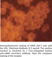 LPA3 Polyclonal Antibody