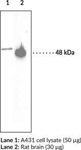 PTEN Polyclonal Antibody (Mutated in Multiple Advanced Cancers 1, MMAC1, Phosphatidylinositol-(3,4,5)-Triphosphate 3-Phosphatase and Dual-specificity Protein Phosphatase, TEP1)