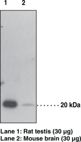 GPX4 Polyclonal Antibody (Glutathione Peroxidase 4, PhGPx, Phospholipid  Hydroperoxide Glutathione Peroxidase)