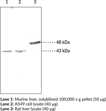 LPA1 Polyclonal Antibody (EDG-2, LPA Receptor 1, Lysophosphatidic Acid Receptor 1)