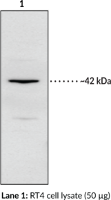 IP Receptor (human) Polyclonal Antibody (PGI2 Receptor, Prostacyclin Receptor, Prostaglandin I2 Receptor)