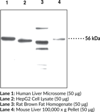 Adipose Triglyceride Lipase Polyclonal Antibody
