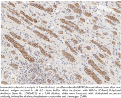 HIF-1α (C-Term) Polyclonal Antibody