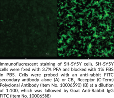 CB1 Receptor (C-Term) Polyclonal Antibody