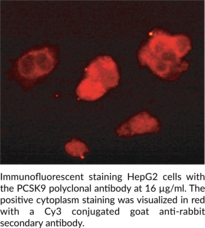 PCSK9 (human) Polyclonal Antibody