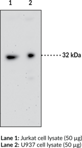 GPR35 Polyclonal Antibody (G Protein-Coupled Receptor 35, KYNA Receptor)