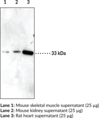 IGFBP5 Polyclonal Antibody (Insulin-like Growth Factor Binding Protein 5, IBP-5, IGF-Binding Protein 5)