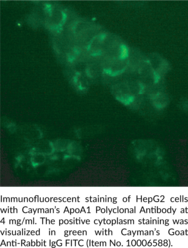 ApoA1 Polyclonal Antibody