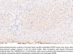 ApoA1 Polyclonal Antibody