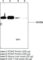 PCSK9 (mouse) Polyclonal Antibody