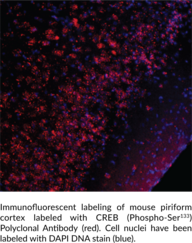 CREB (Phospho-Ser133) Polyclonal Antibody