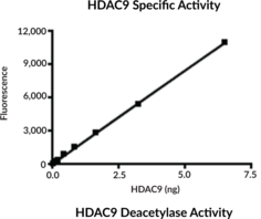 HDAC9 (human, recombinant)