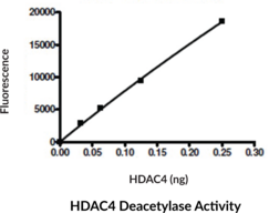 HDAC4 (human, recombinant)